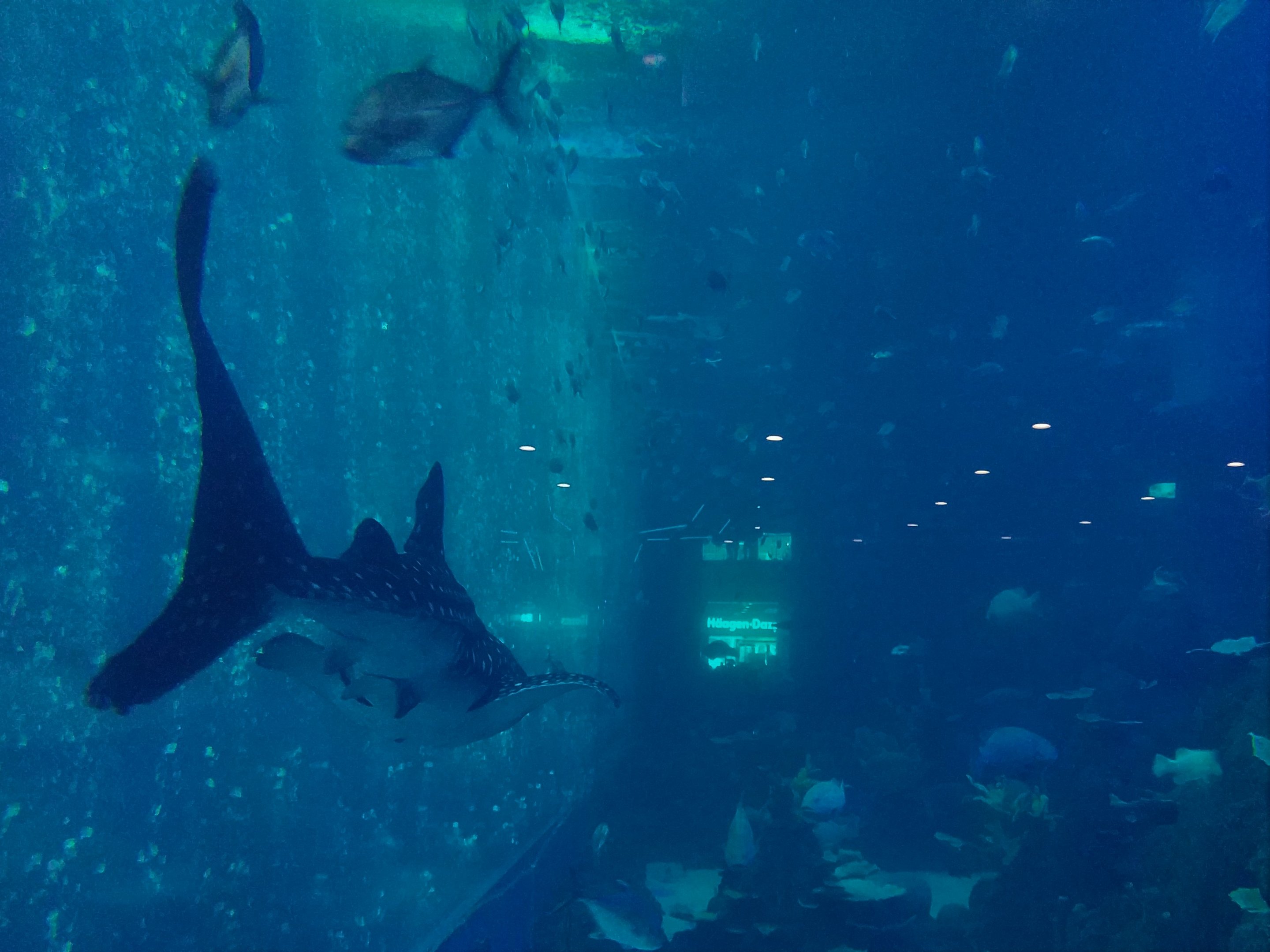 Whale Shark Tank Side View