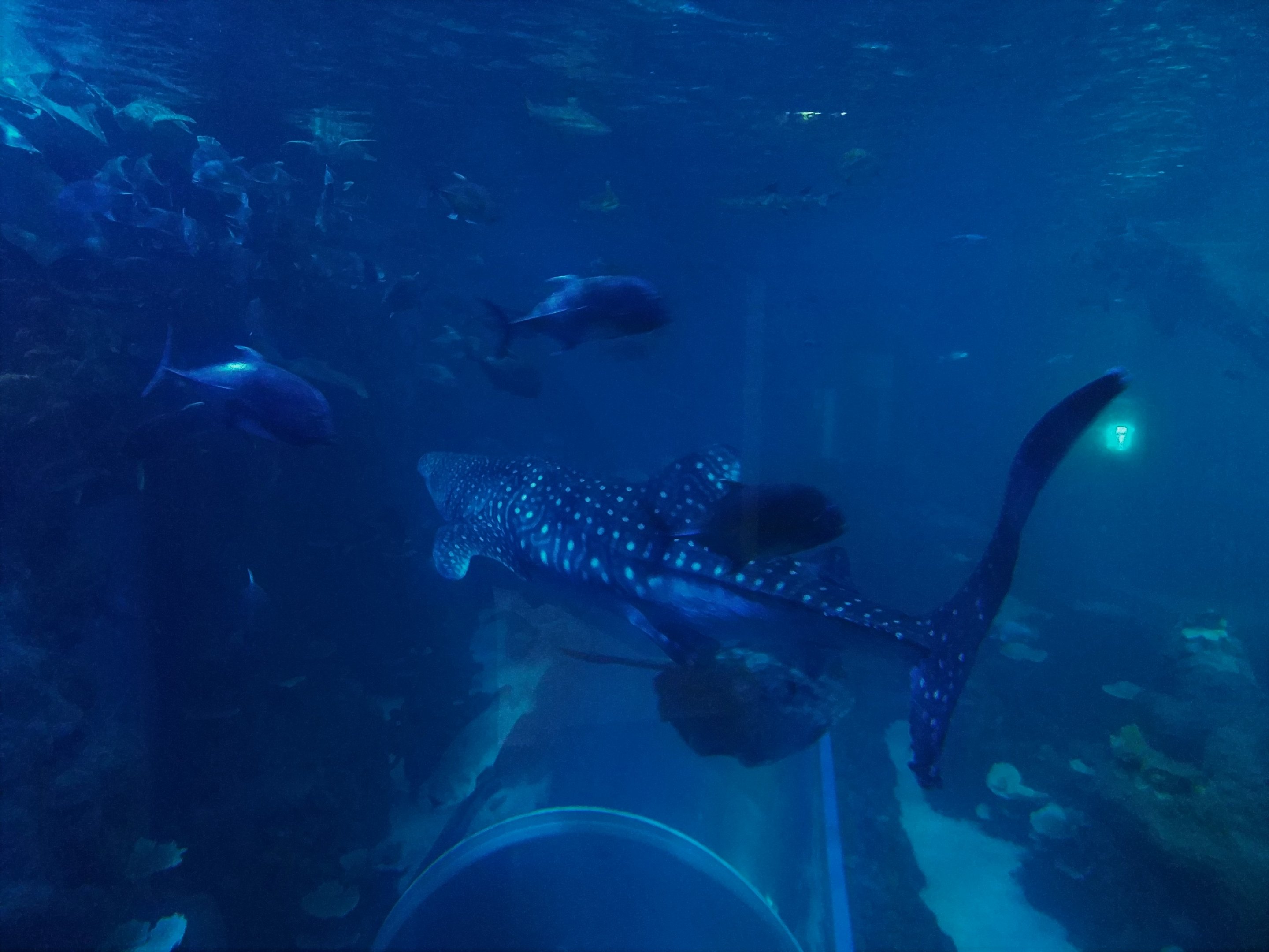 Whale Shark Tank Side View