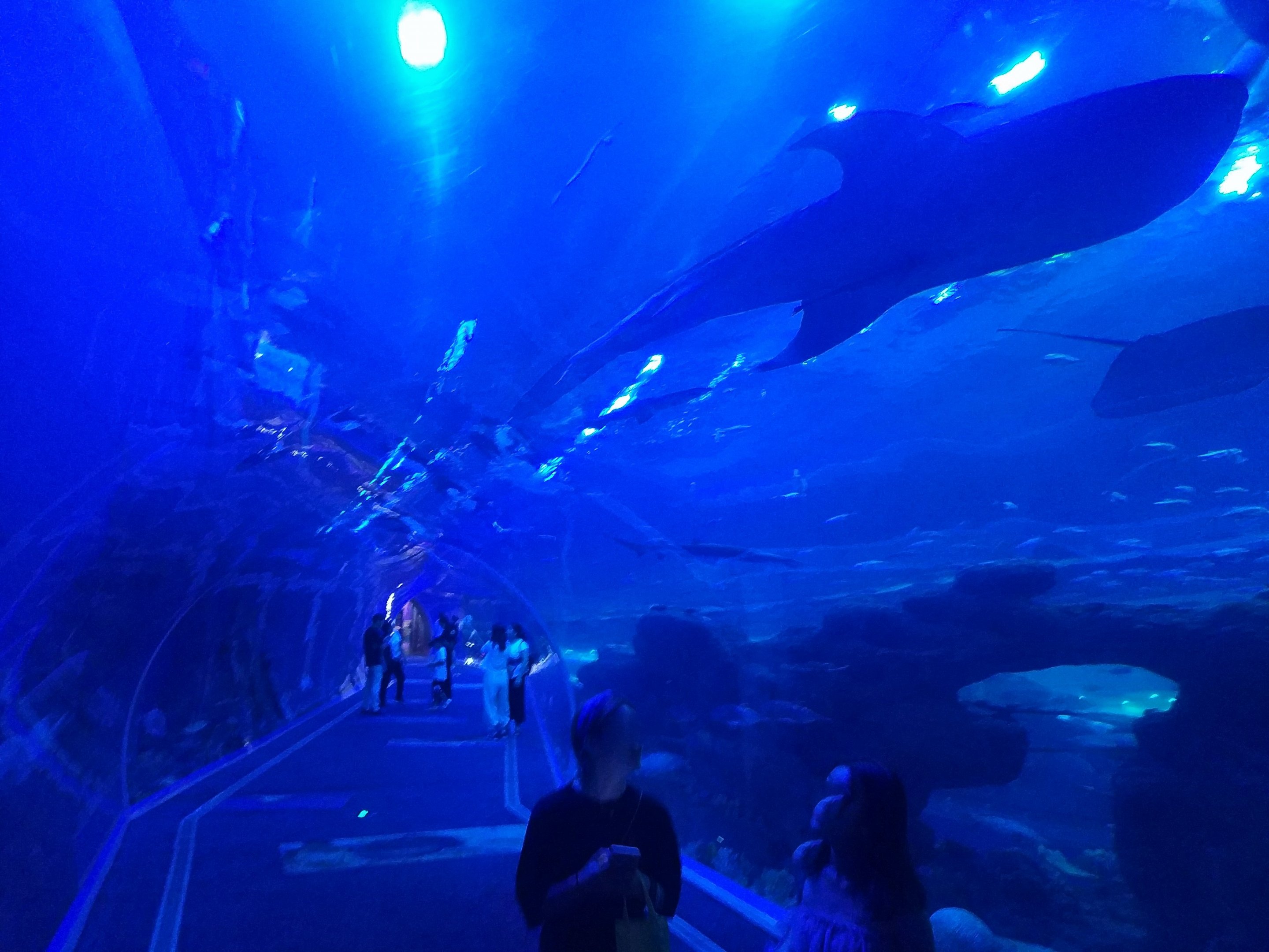 Whale Shark Tank Viewing Tunnel