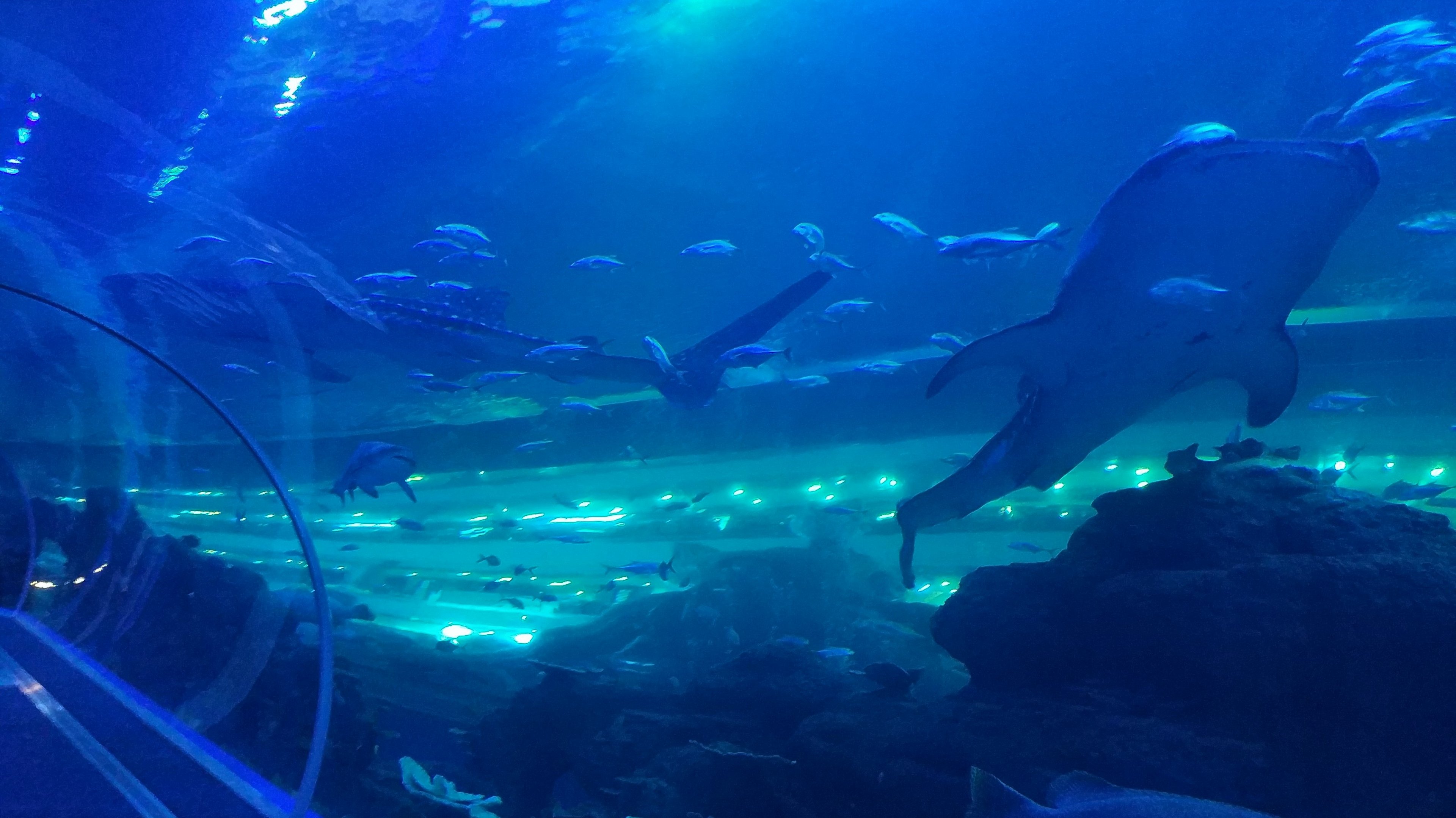Whale Shark Tank Viewing Tunnel
