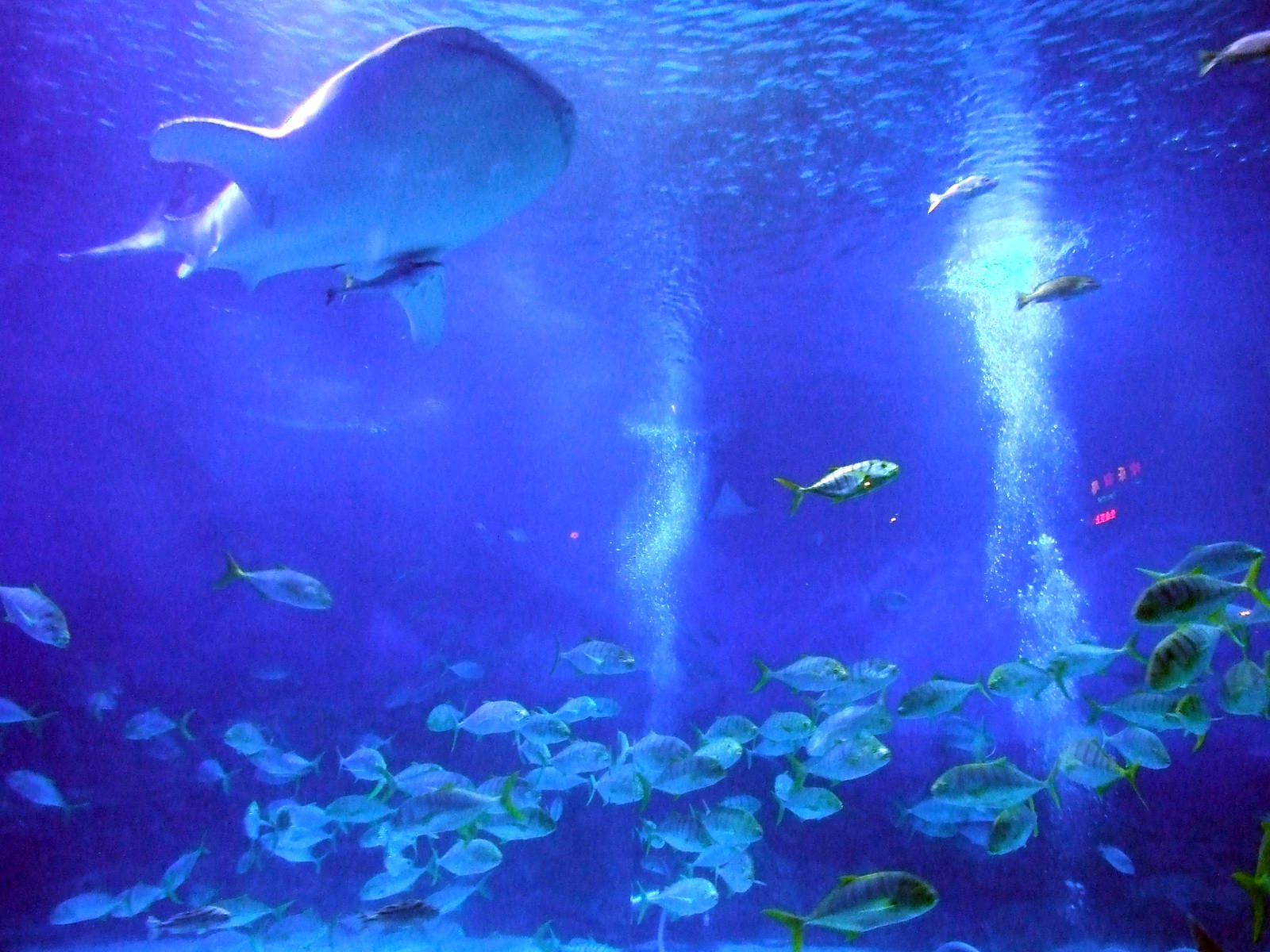 whale shark tank