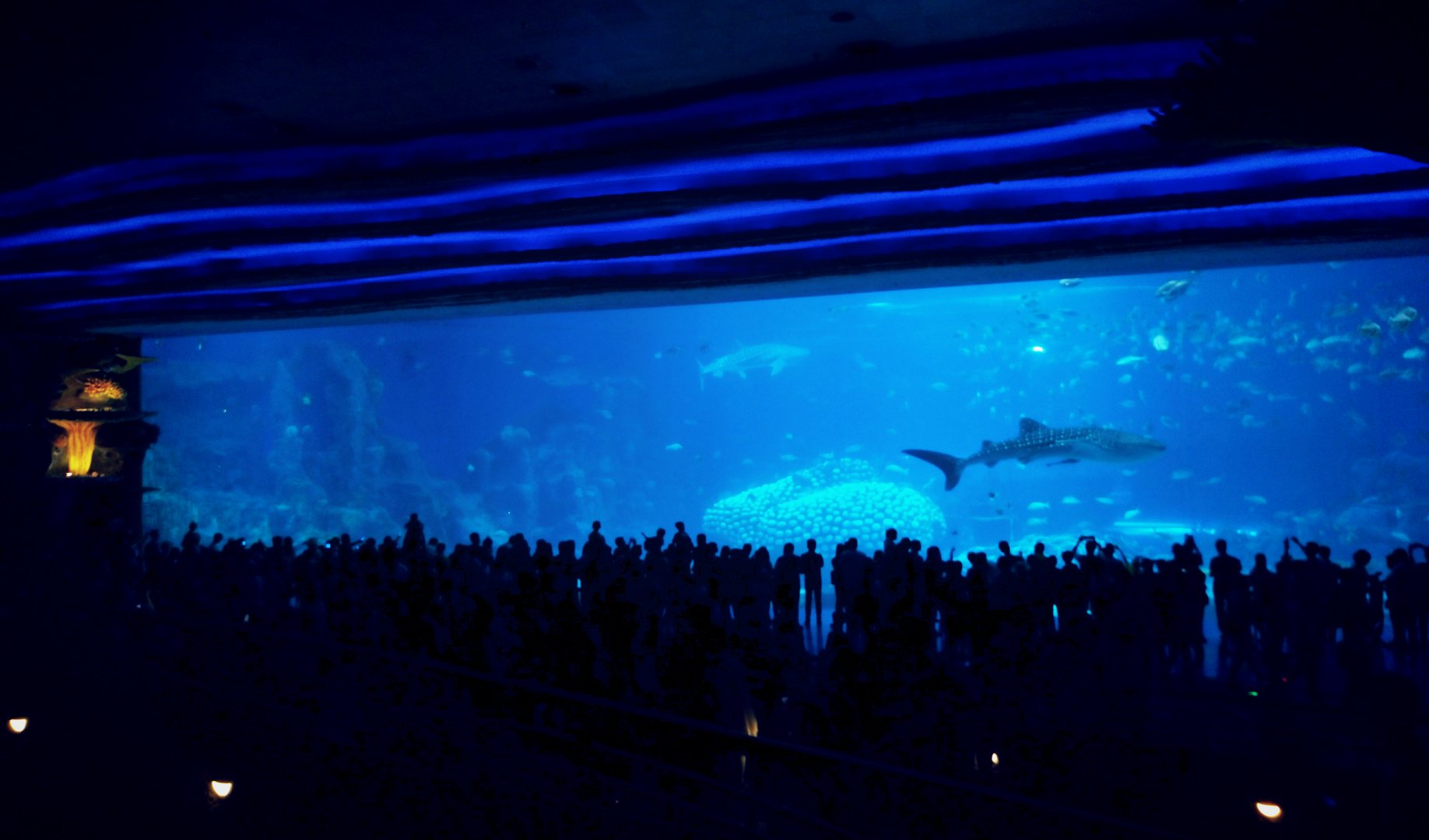 Whale shark tank