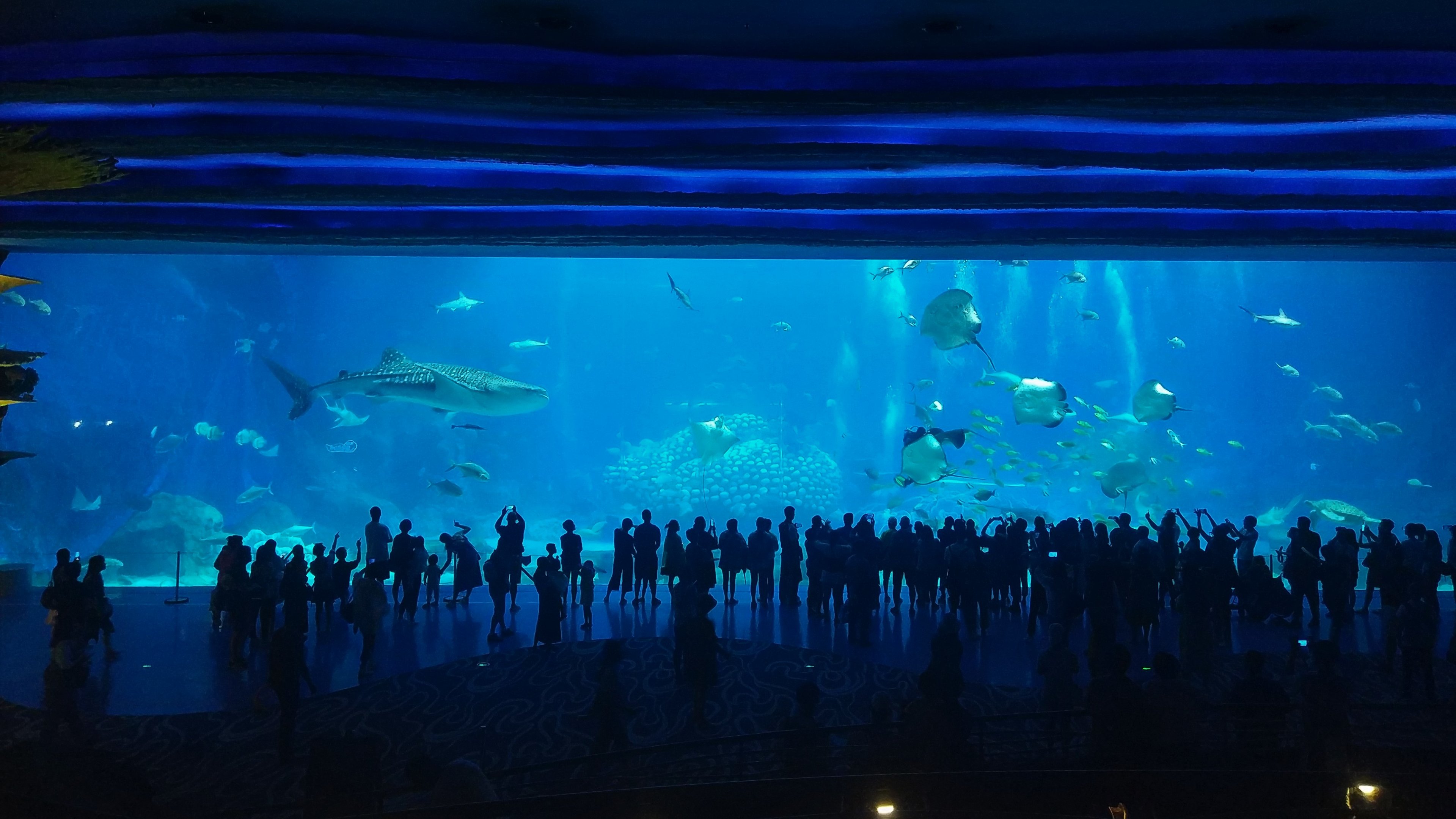 Whale Shark Tank