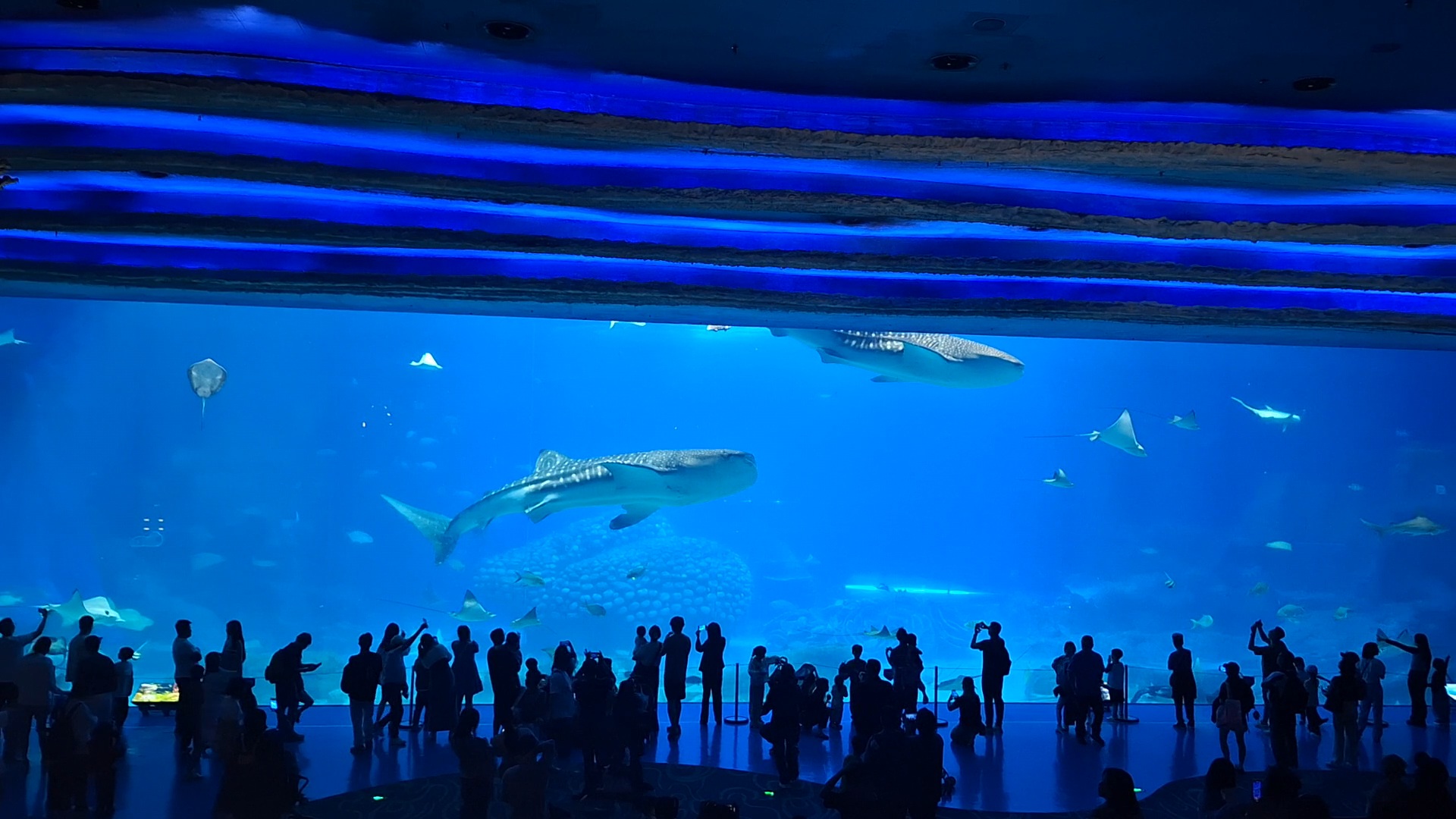Whale shark tank