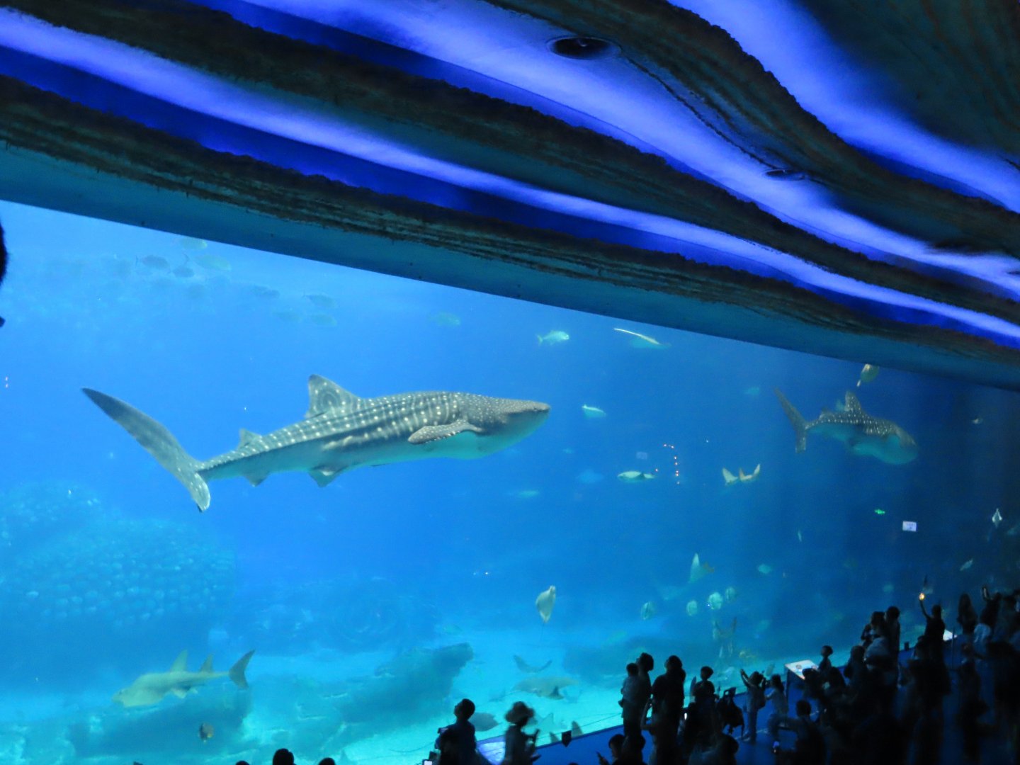 Whale shark tank