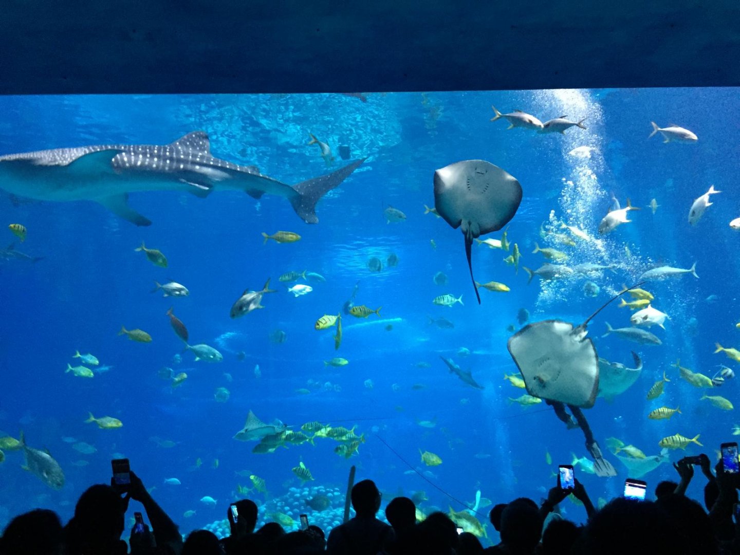 Whale Shark Tank