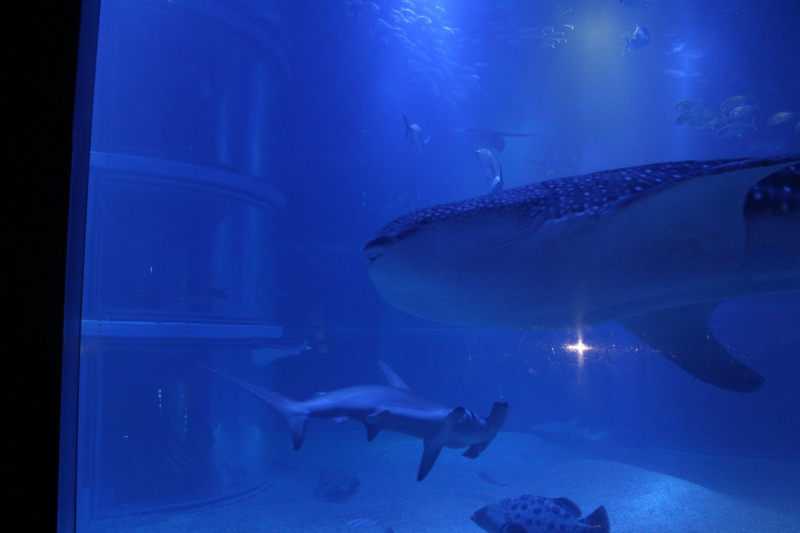 Whale shark with hammerhead shark