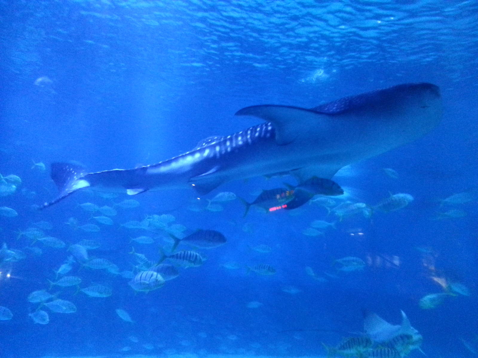 whale shark