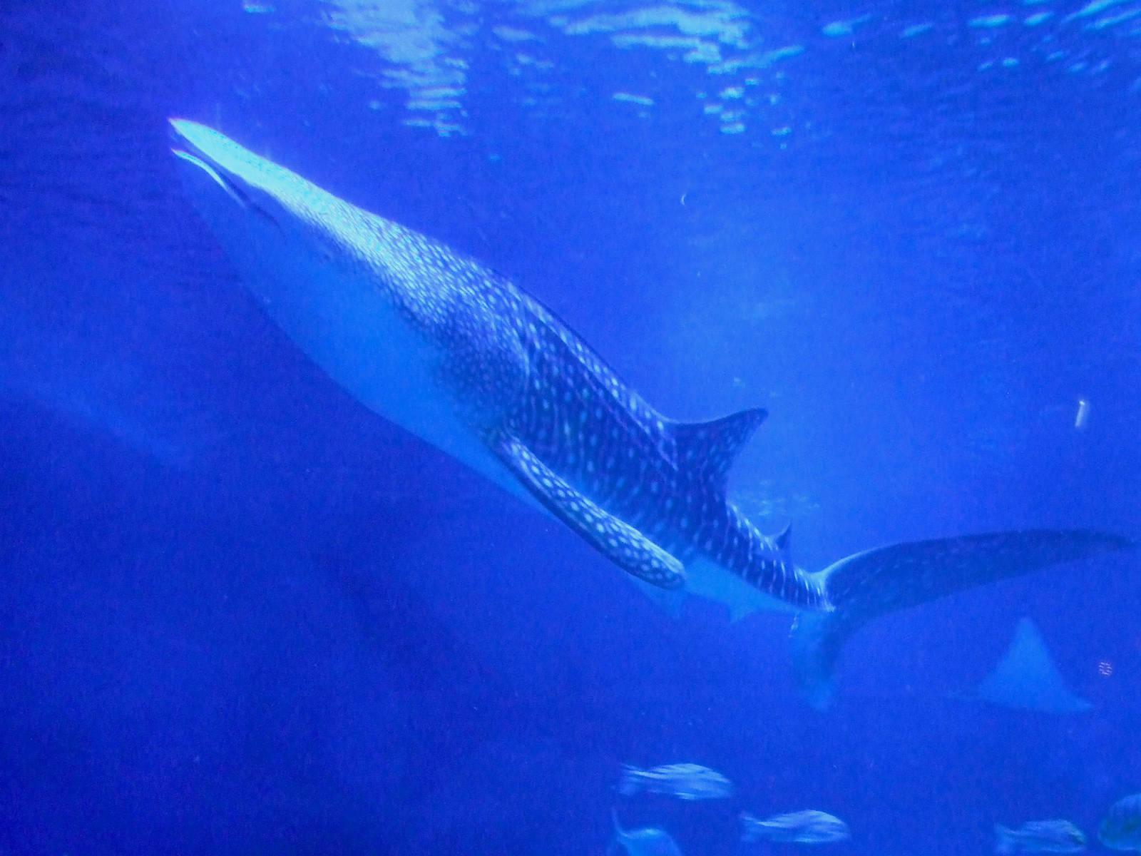 whale shark