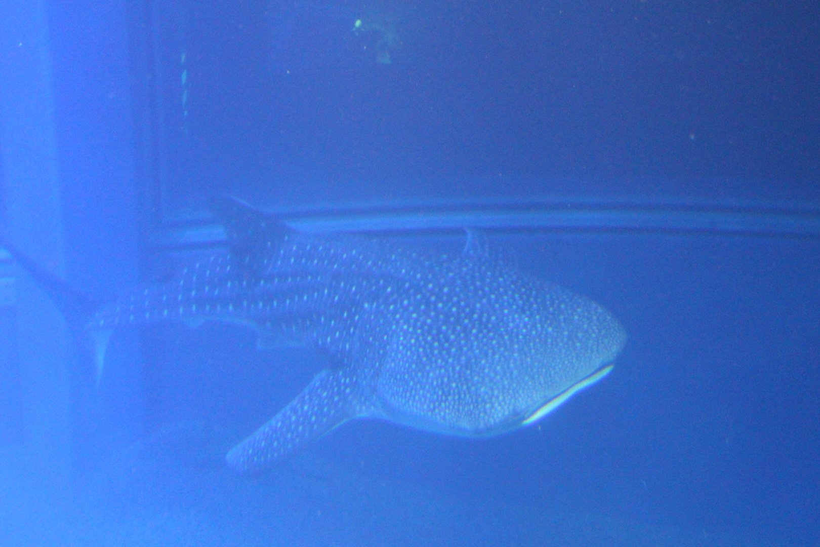 Whale shark