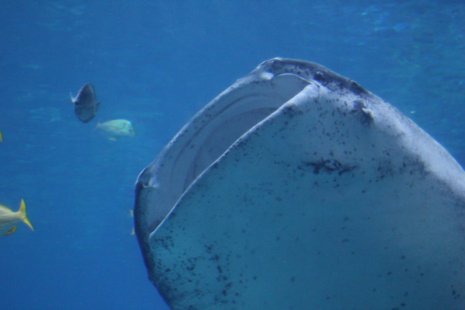 Whale Shark