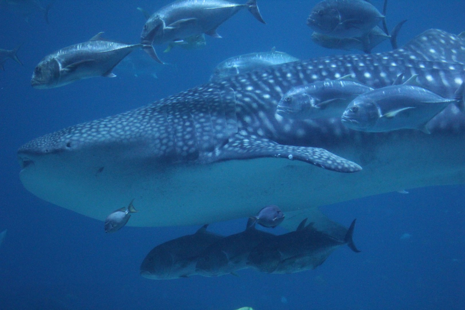 Whale Shark