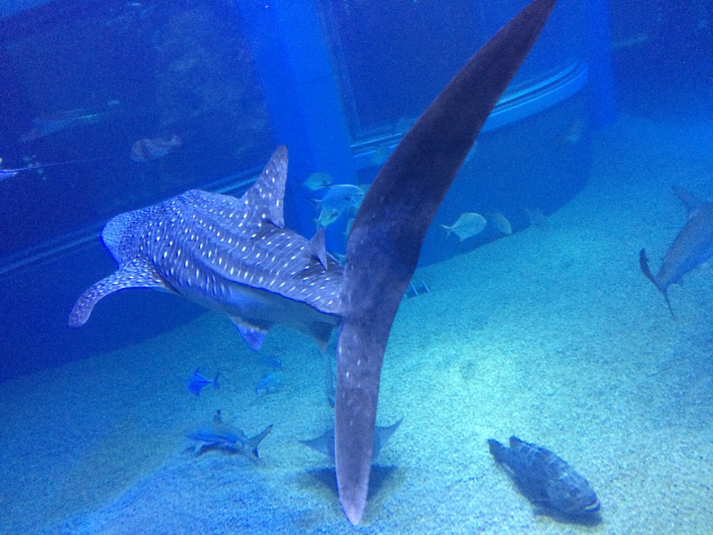 Whale shark