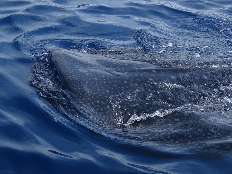 Whale shark
