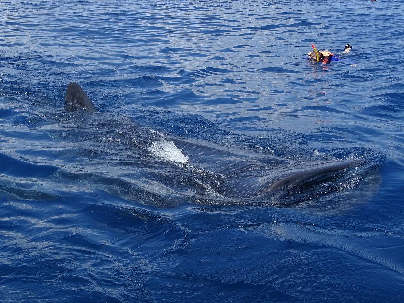 Whale shark