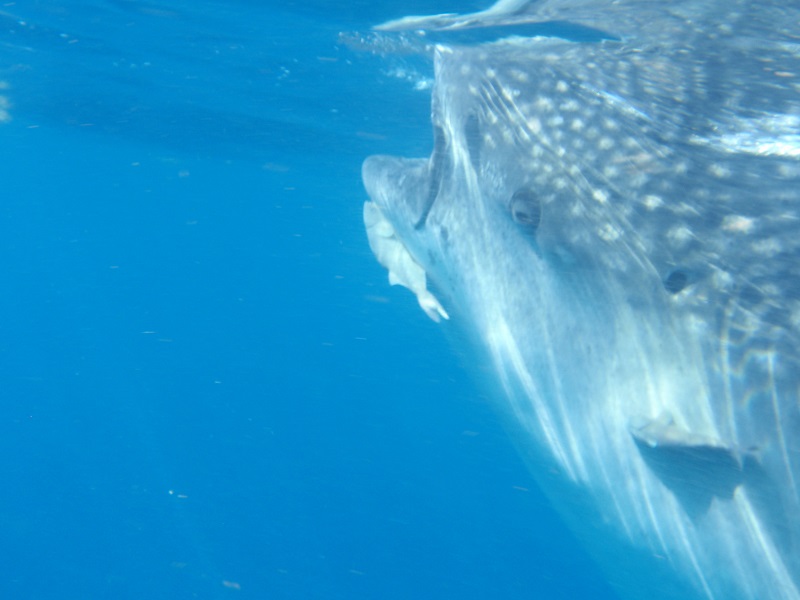 Whale shark