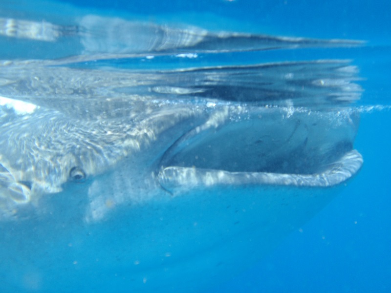 Whale shark