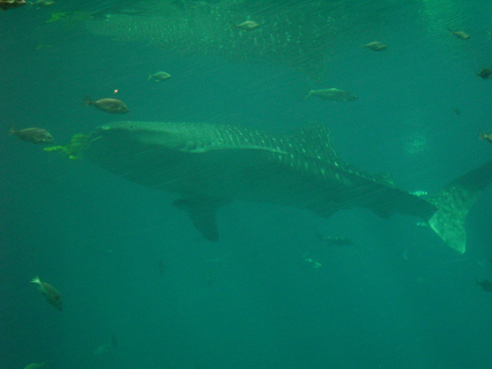 Whale Shark