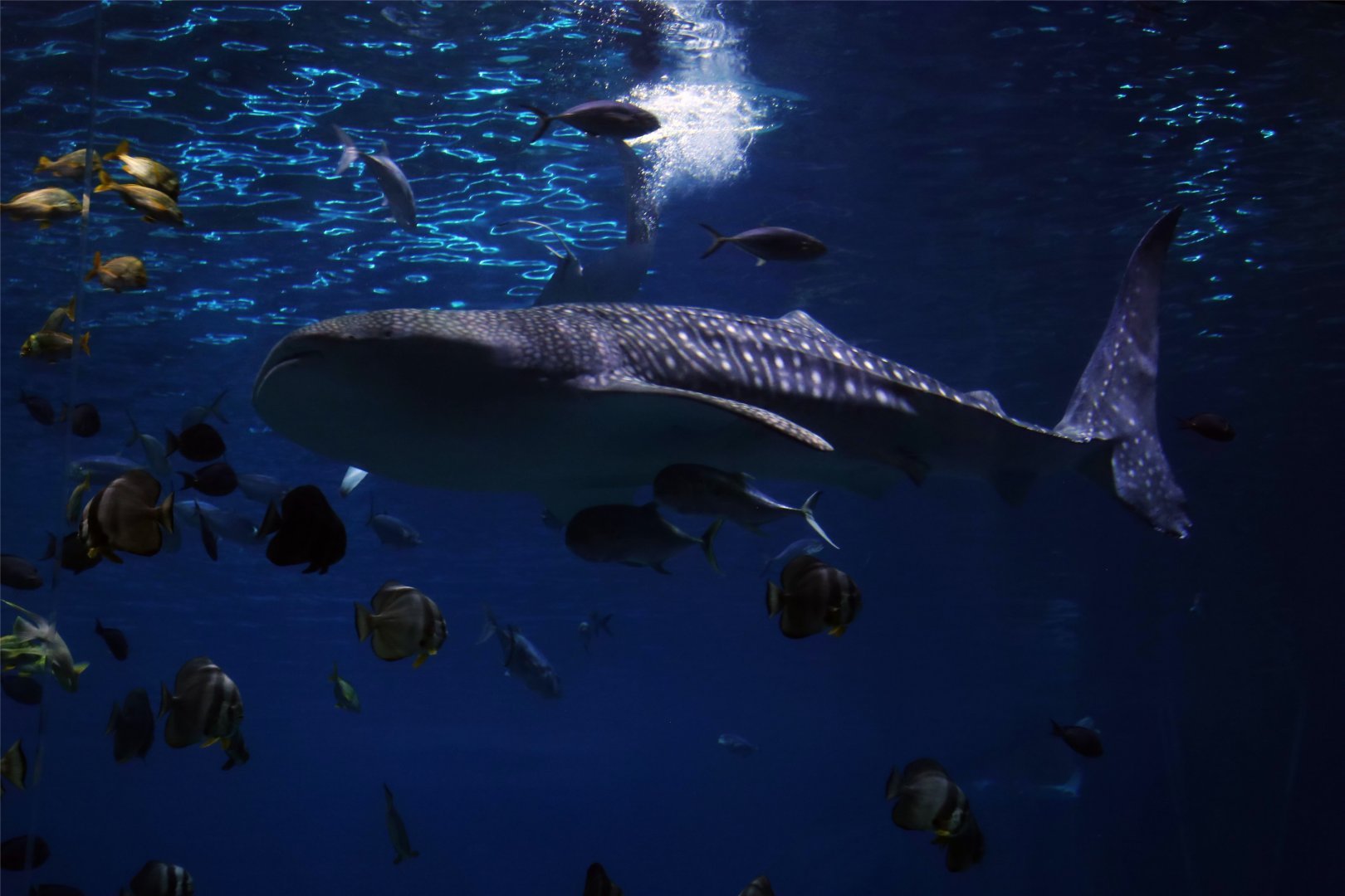 Whale Shark