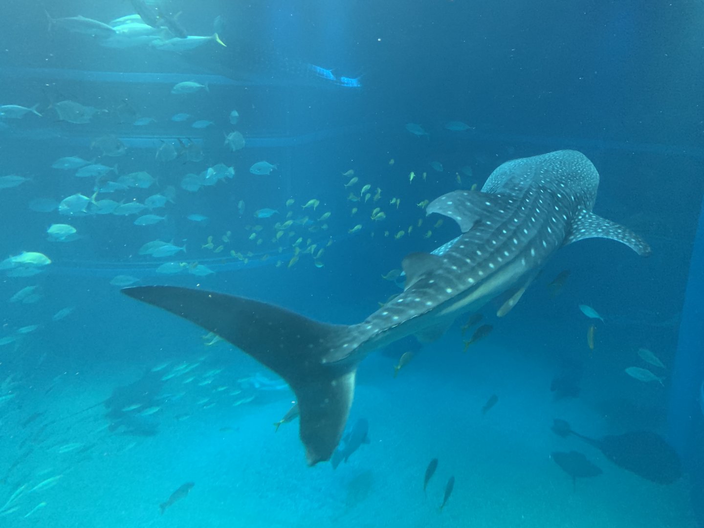 Whale Shark