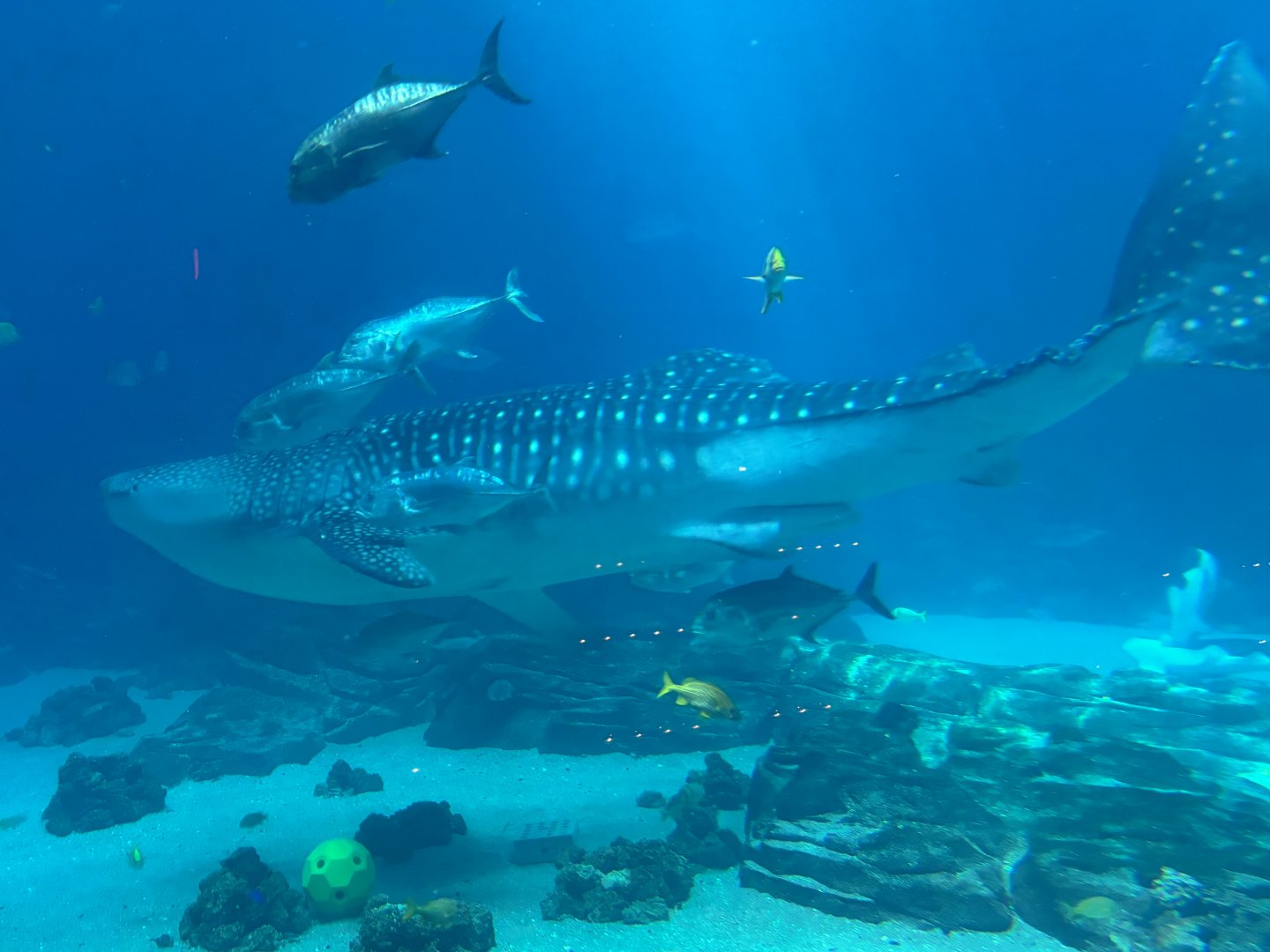 Whale Shark
