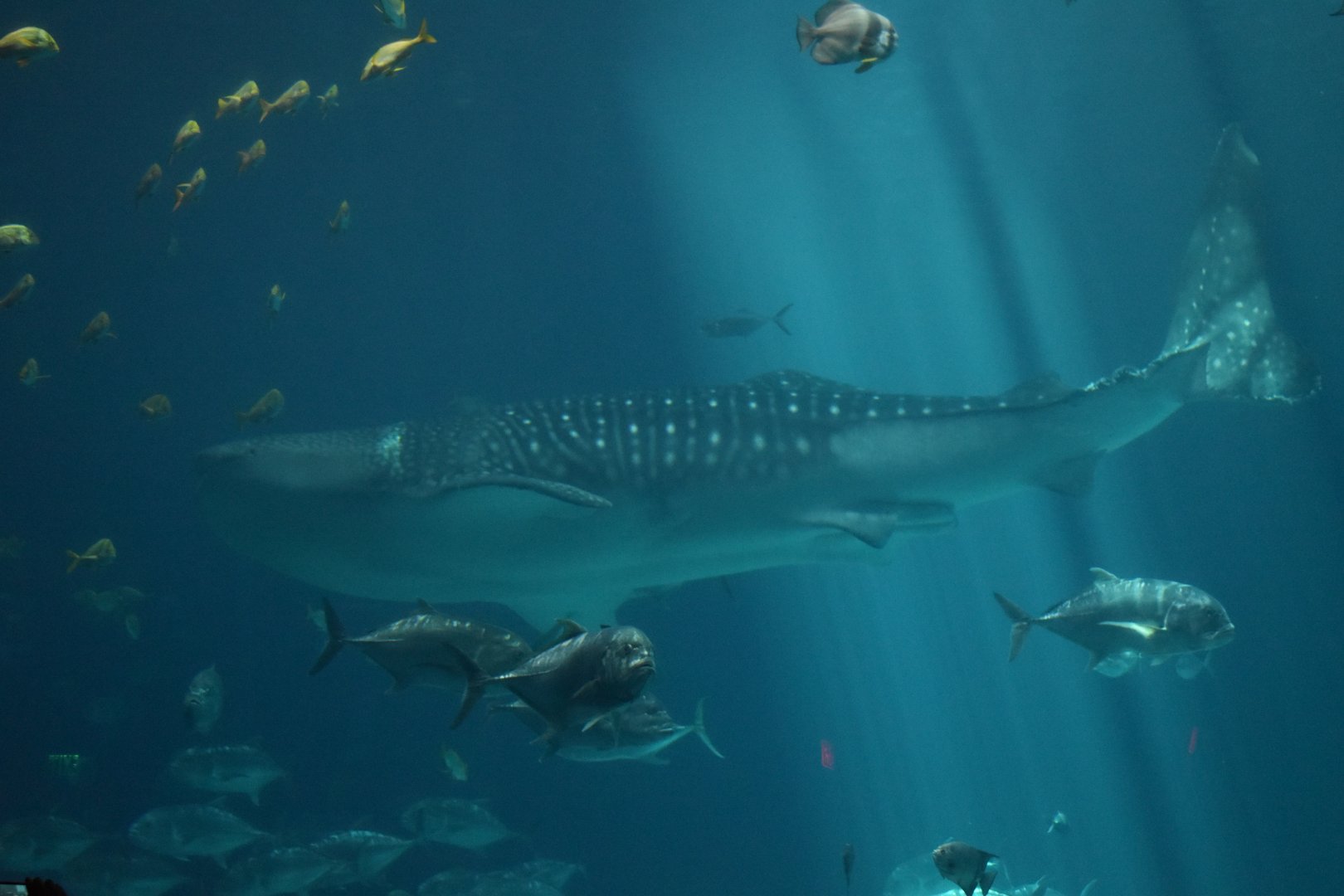 Whale Shark