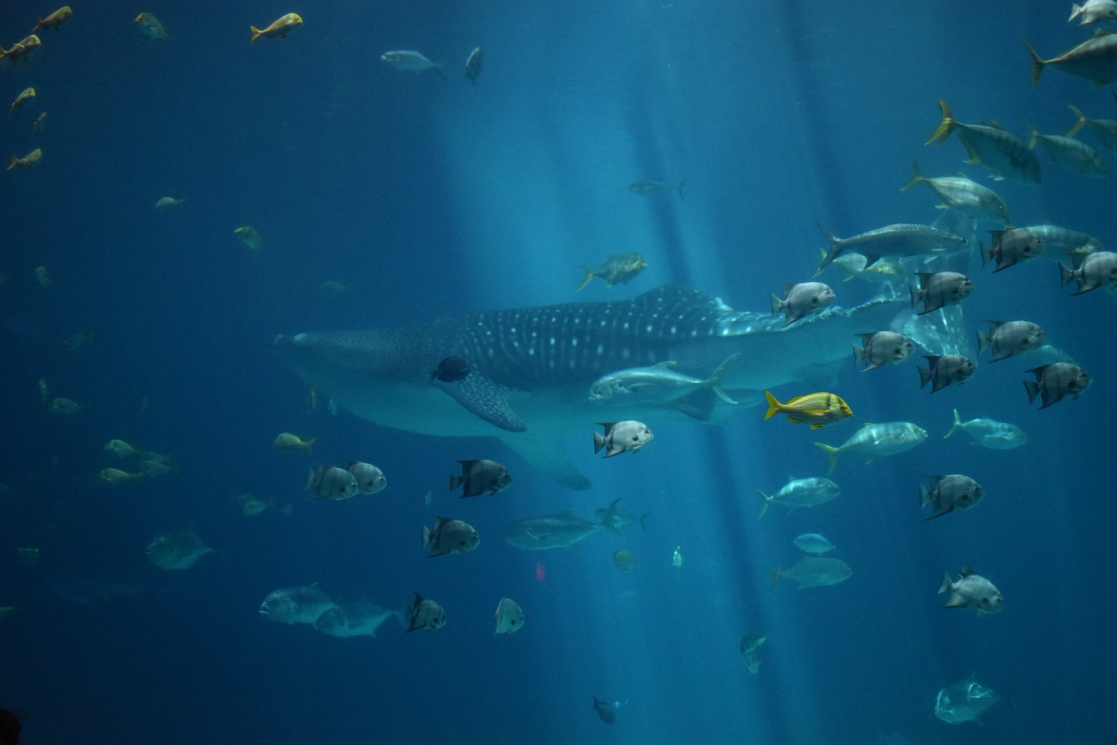 Whale Shark