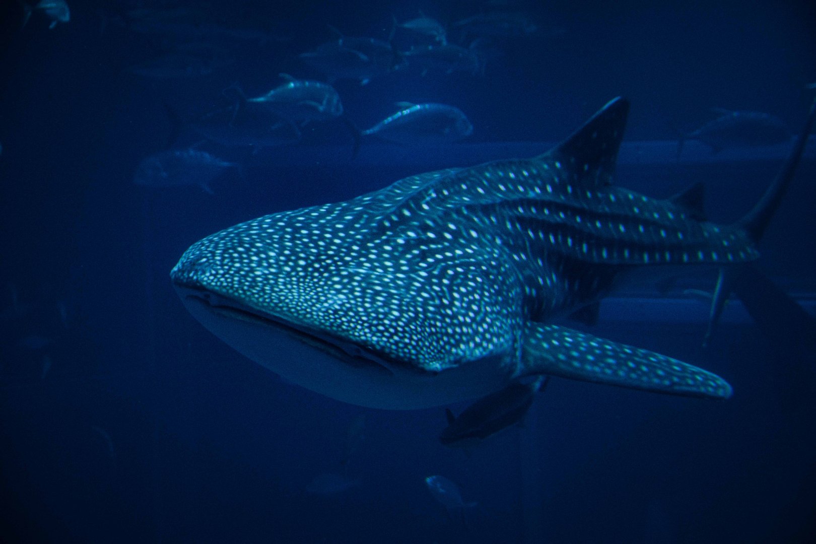 Whale Shark