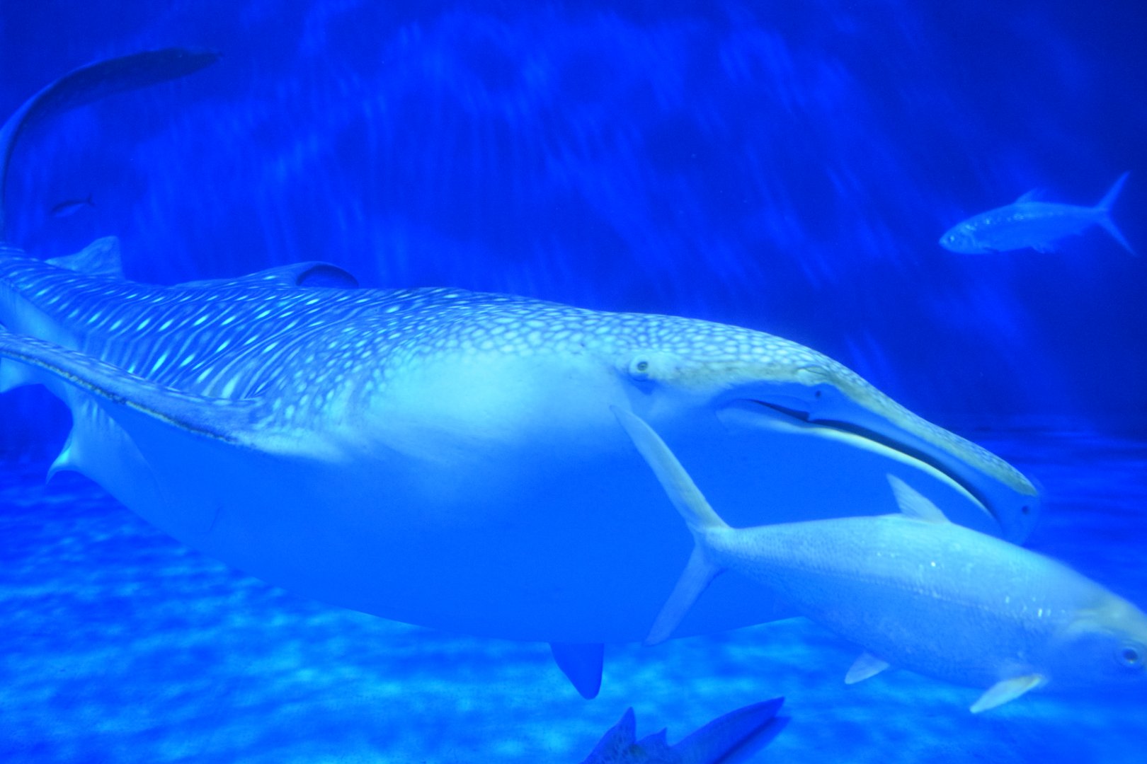 Whale shark