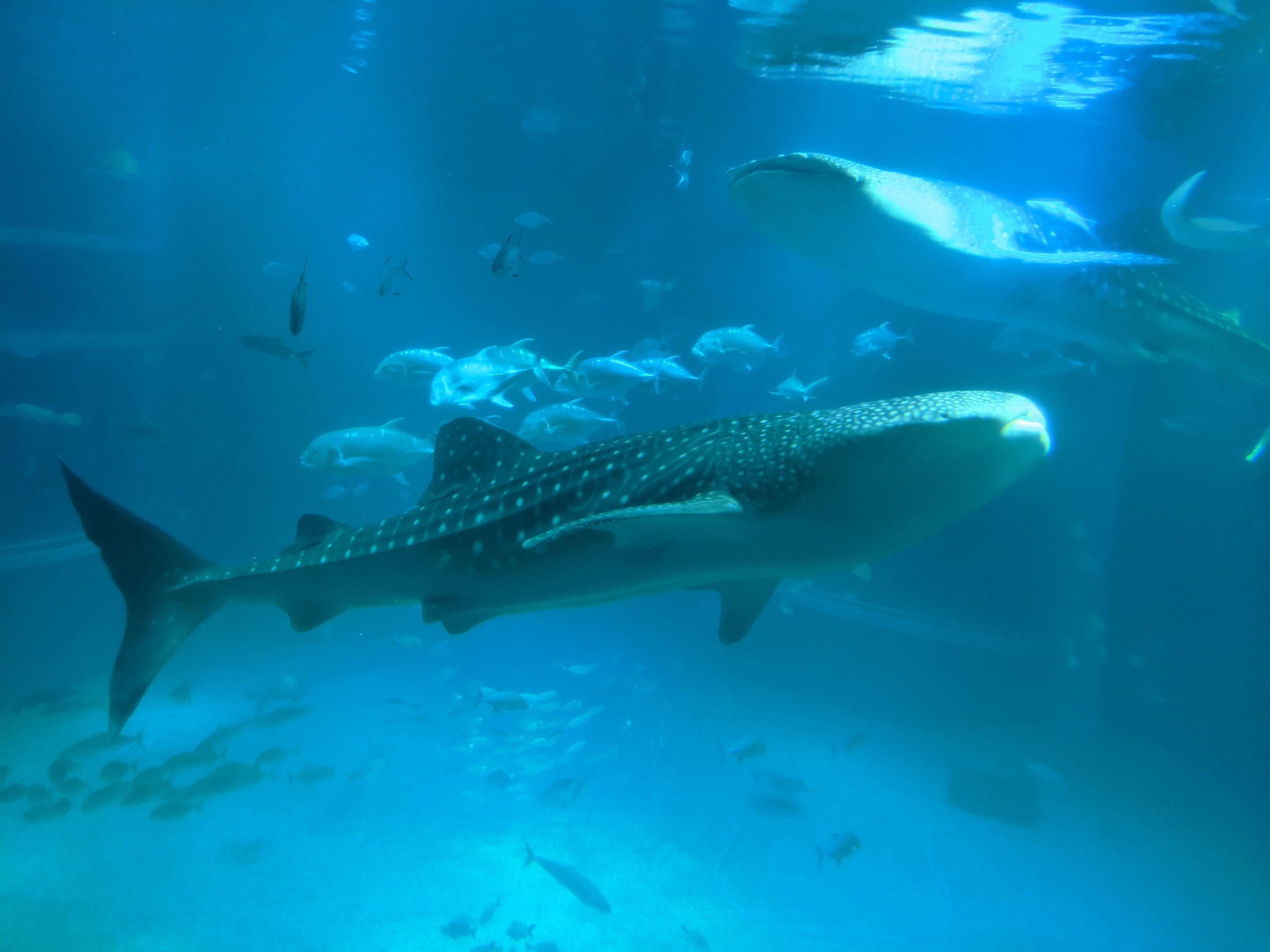 Whale Shark