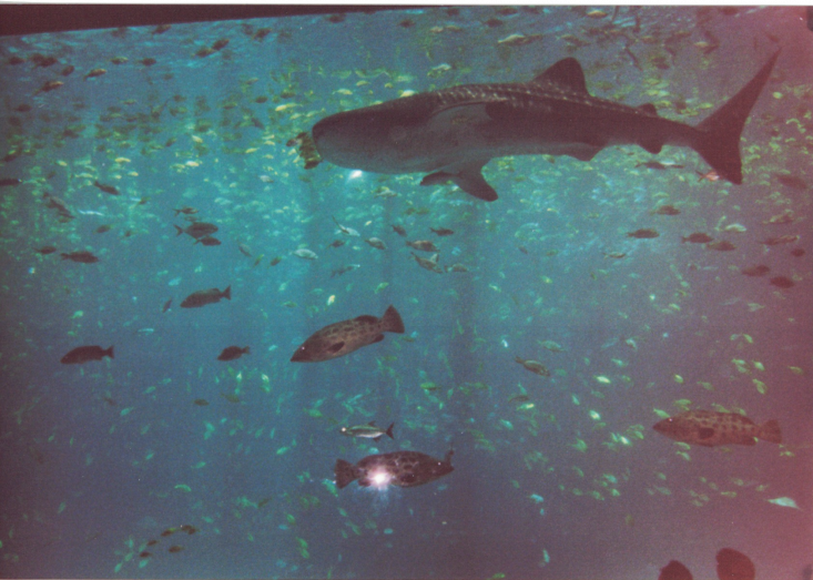 Whale sharks at Georgia Aquarium, 2005