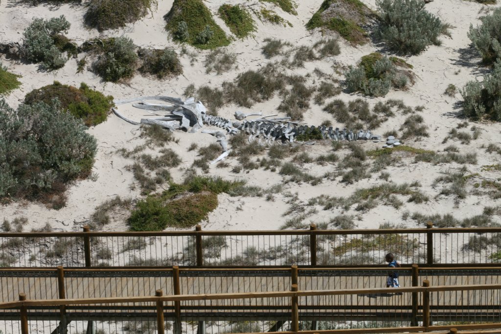Whale Skeleton and boardwalk