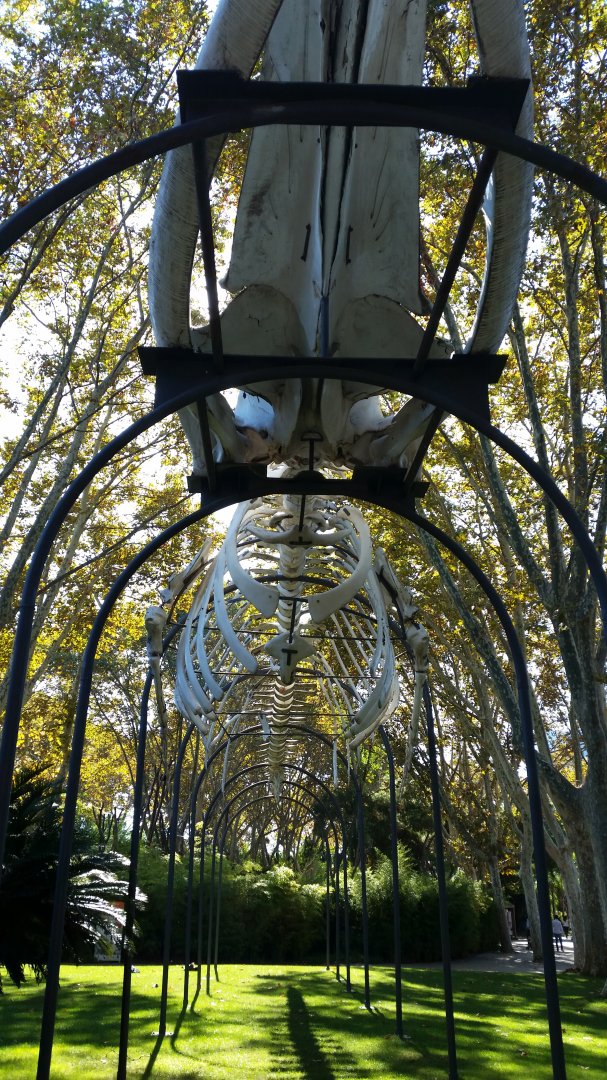 Whale Skeleton, October 2017
