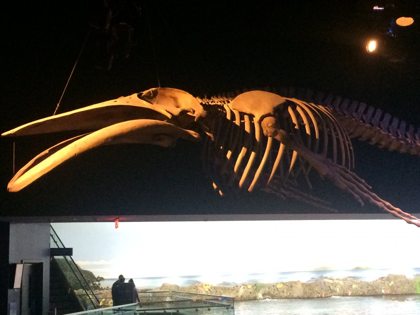 Whale skeleton replica