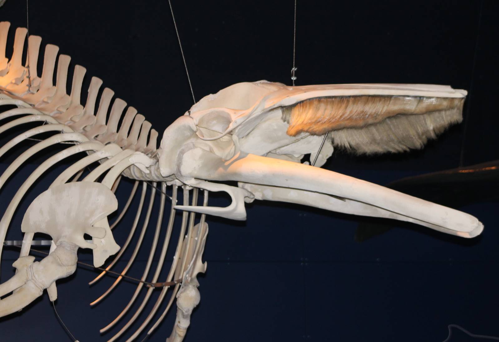 Whale skeleton