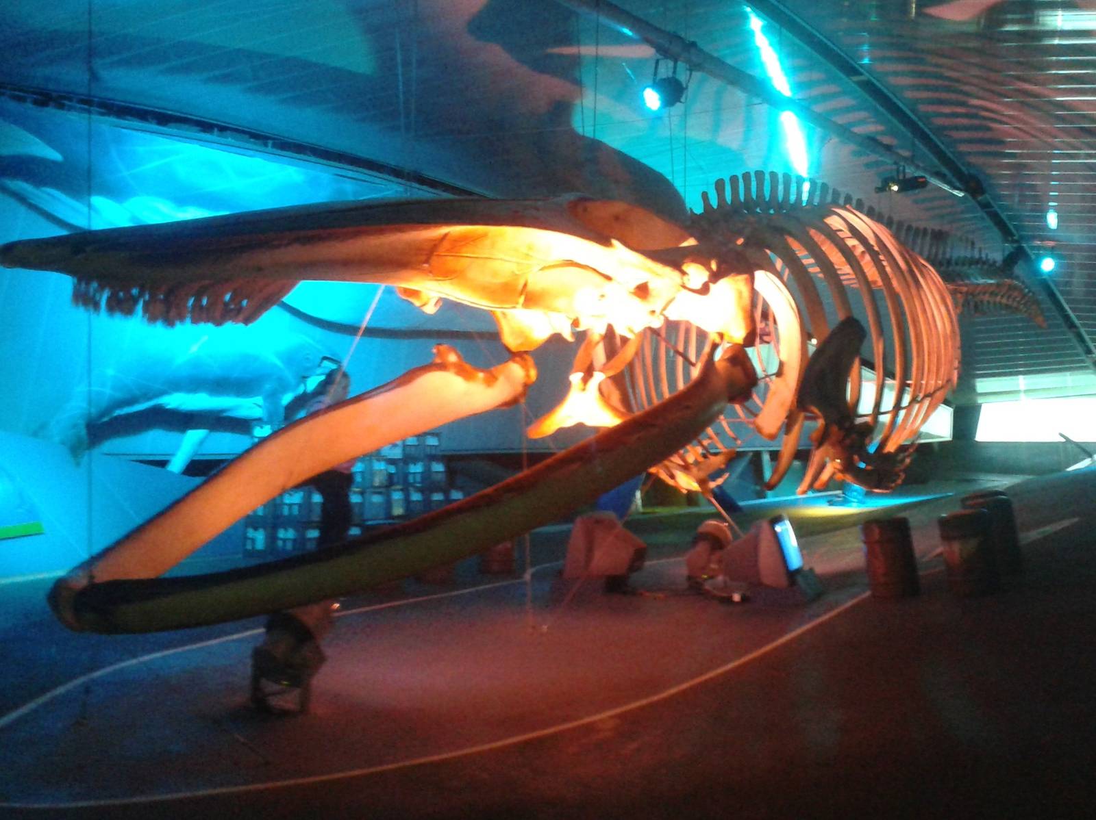Whale skeleton