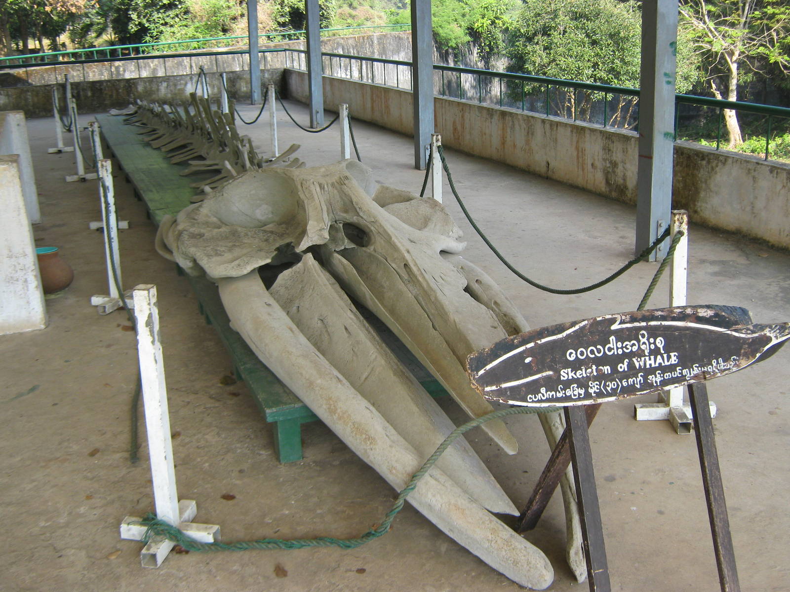 whale skeleton