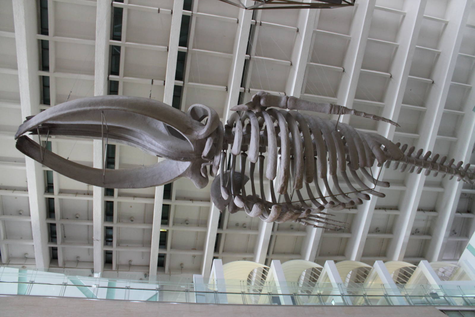 whale skeleton