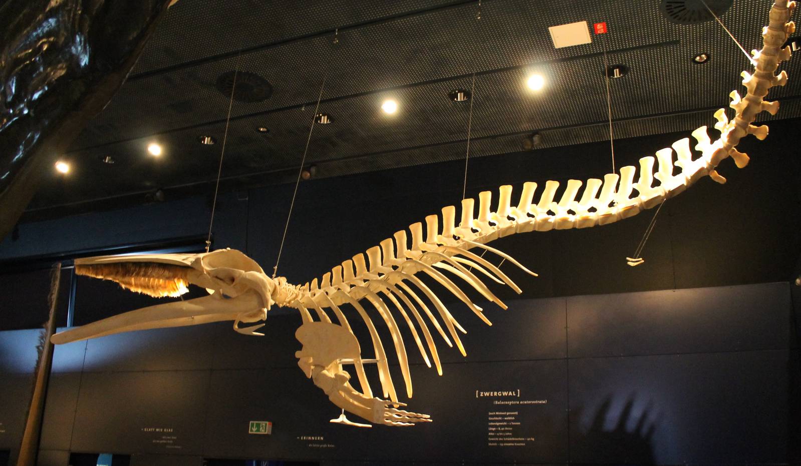 Whale skeleton