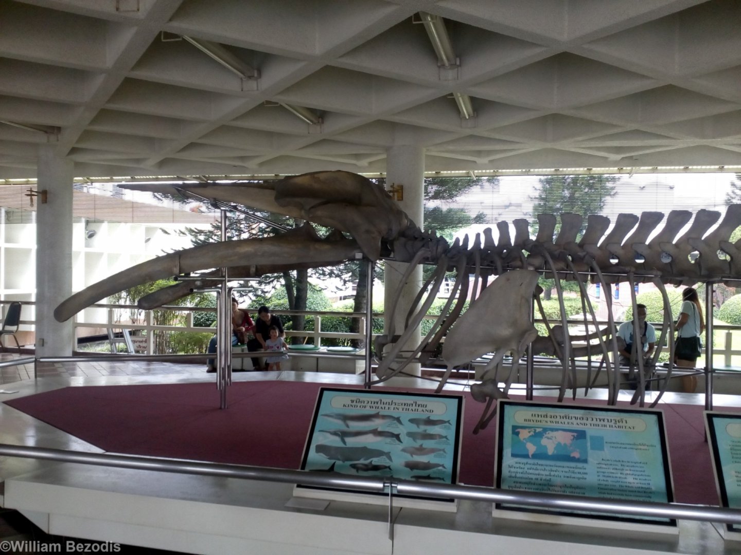 Whale Skeleton