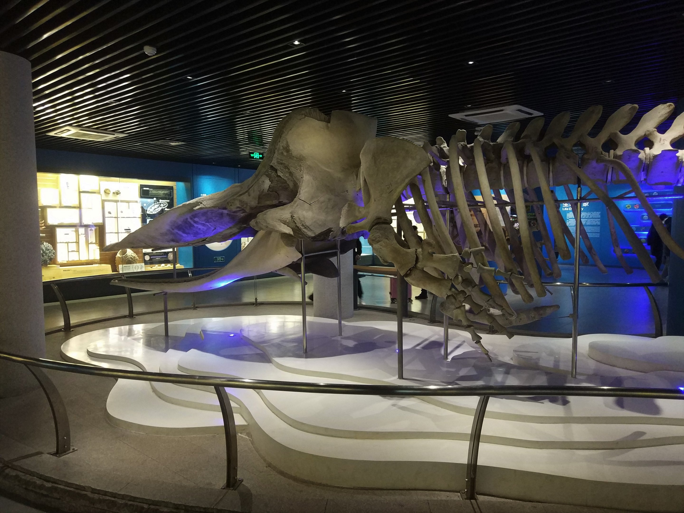 Whale Skeleton