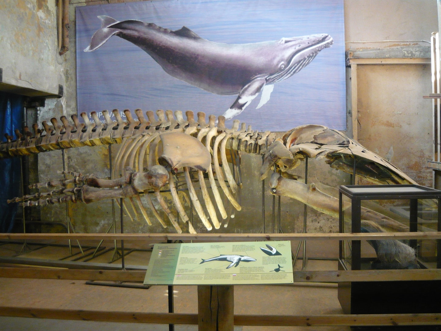 Whale skeleton