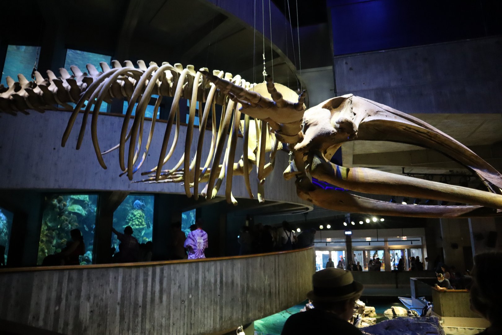 Whale Skeleton