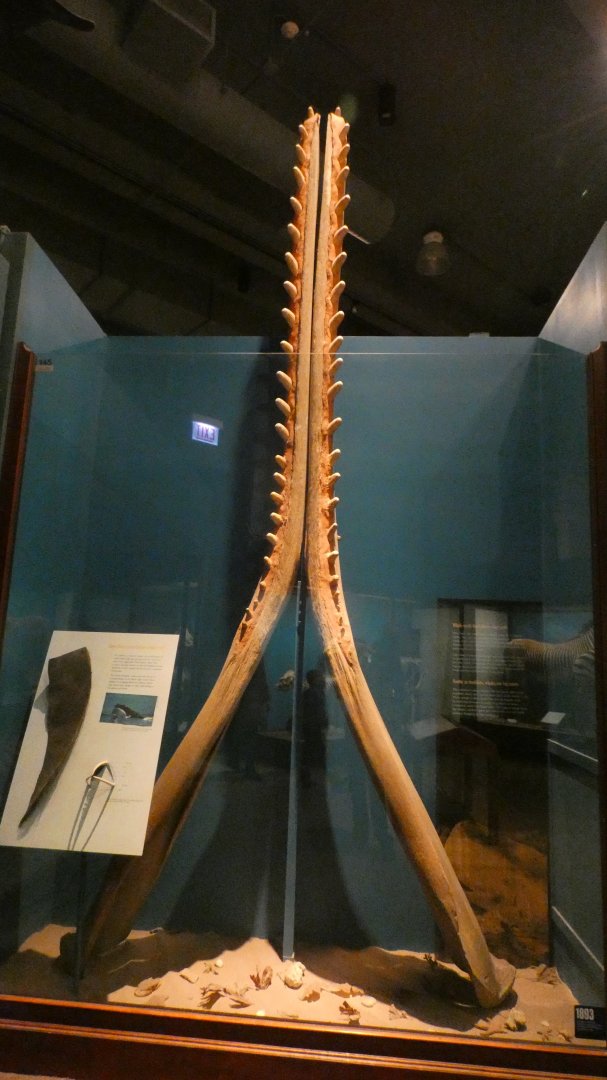 Whale thing?, Animal Groups - Feb. 2022