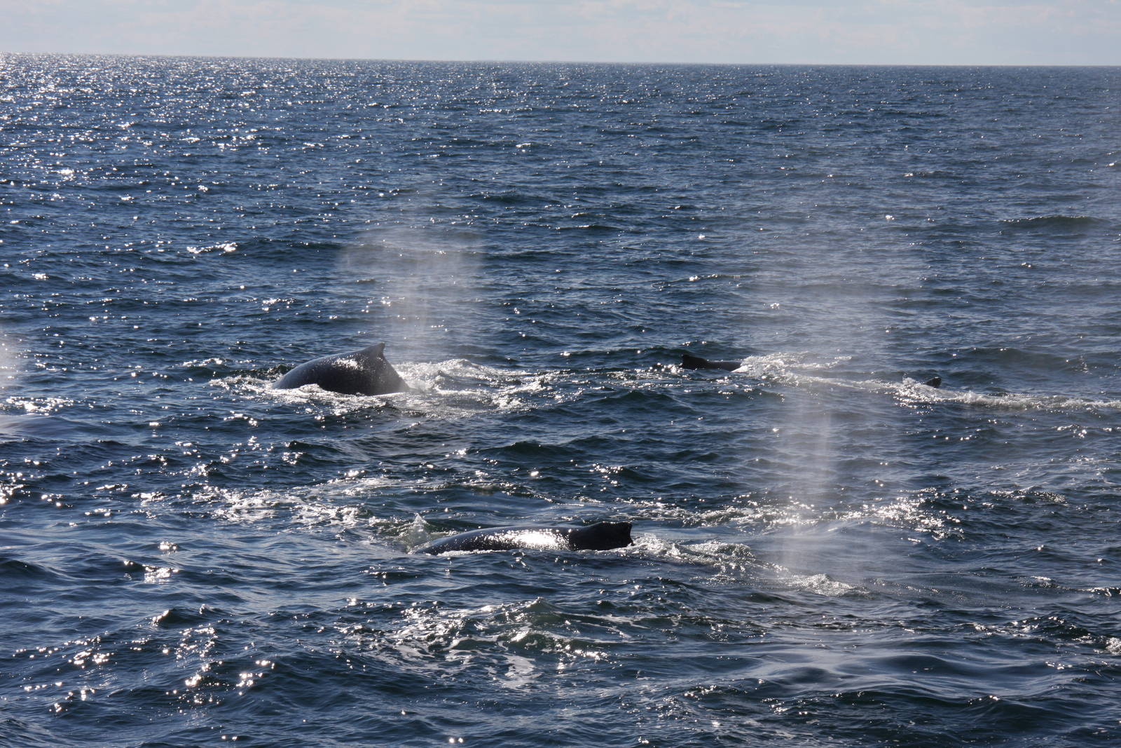Whale Watching, Cape Cod, MA 2010