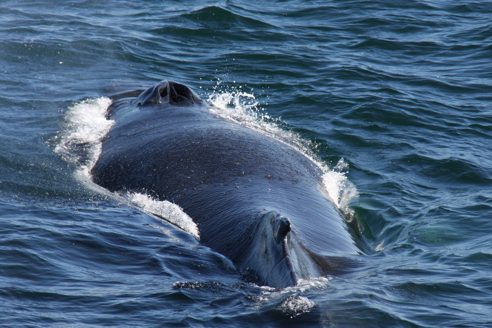 Whale Watching, Cape Cod, MA 2010