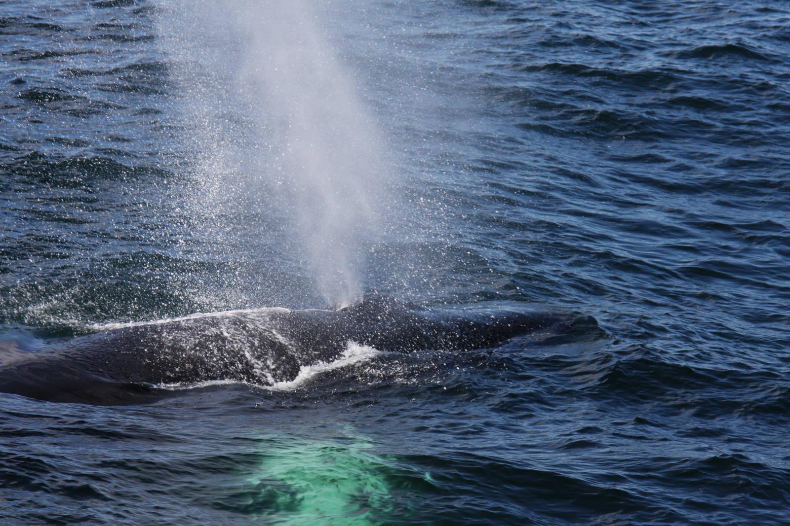 Whale Watching, Cape Cod, MA 2010