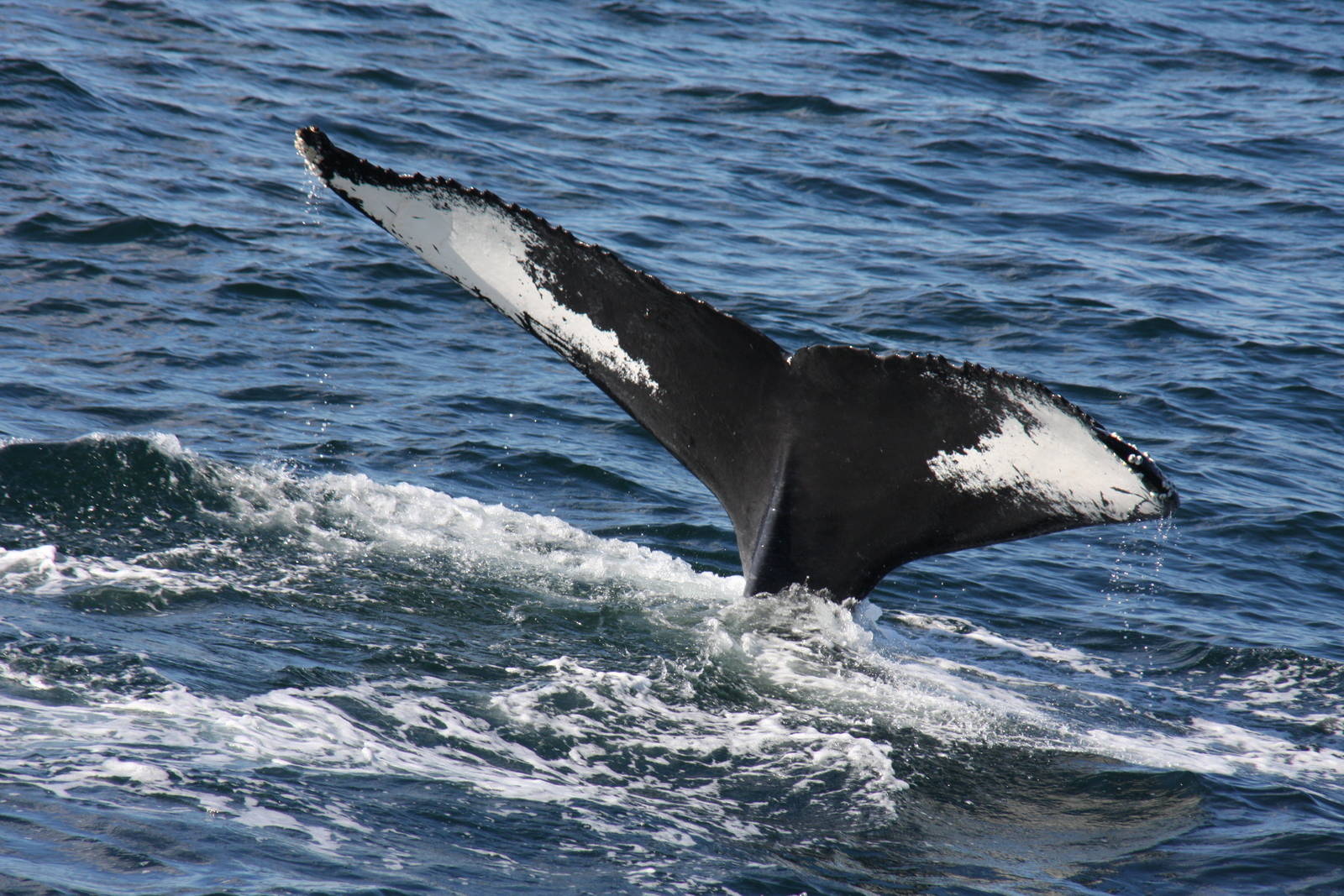 Whale Watching, Cape Cod, MA 2010