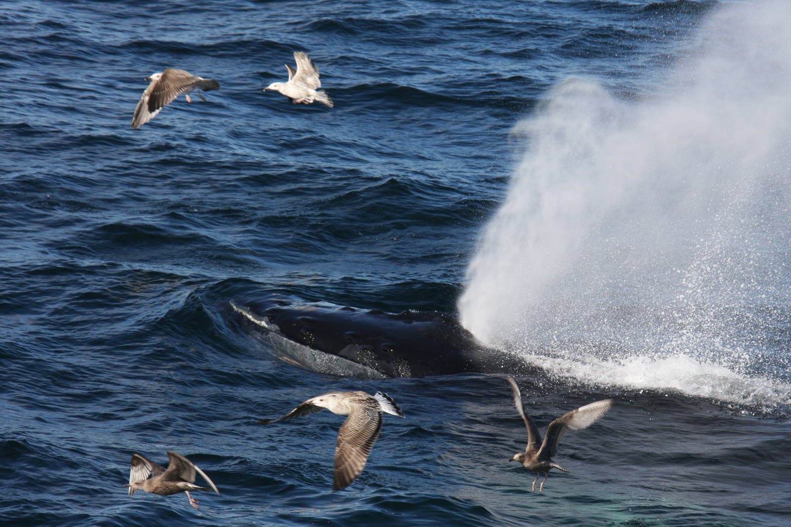 Whale Watching, Cape Cod, MA 2010