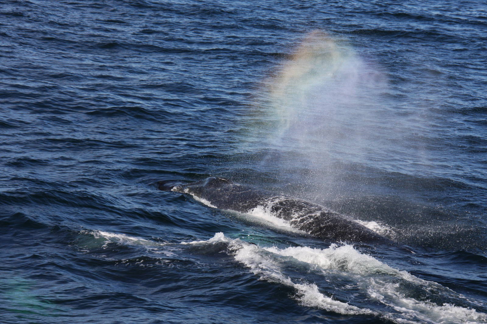 Whale Watching, Cape Cod, MA 2010